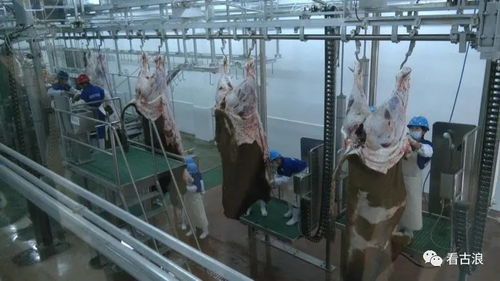 市政協調研組赴古浪縣調研農產品加工產業發展情況，聚焦超聲技術賦能產業升級